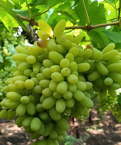 GRAPES 